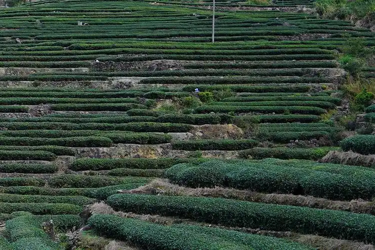 The scarce gene of natural creation: triple scarcity from tea garden to cup
