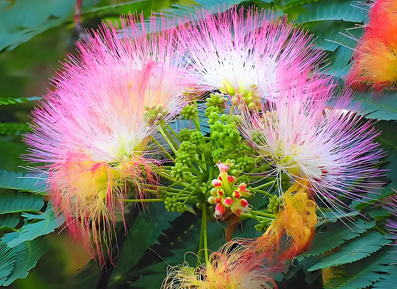 Albizzia julibrissin