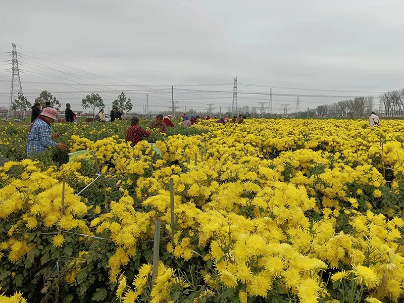 Chrysanthemum harvesting