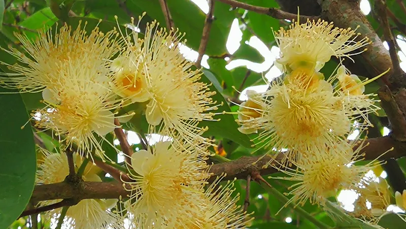 Wax apple flowers can also be eaten
