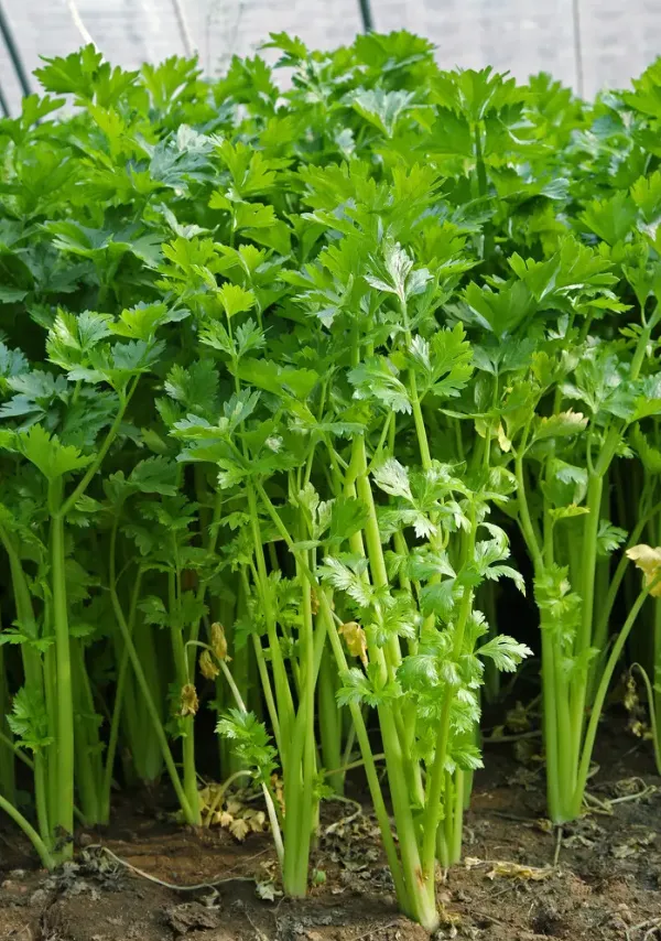 Celery is rich in vitamin C