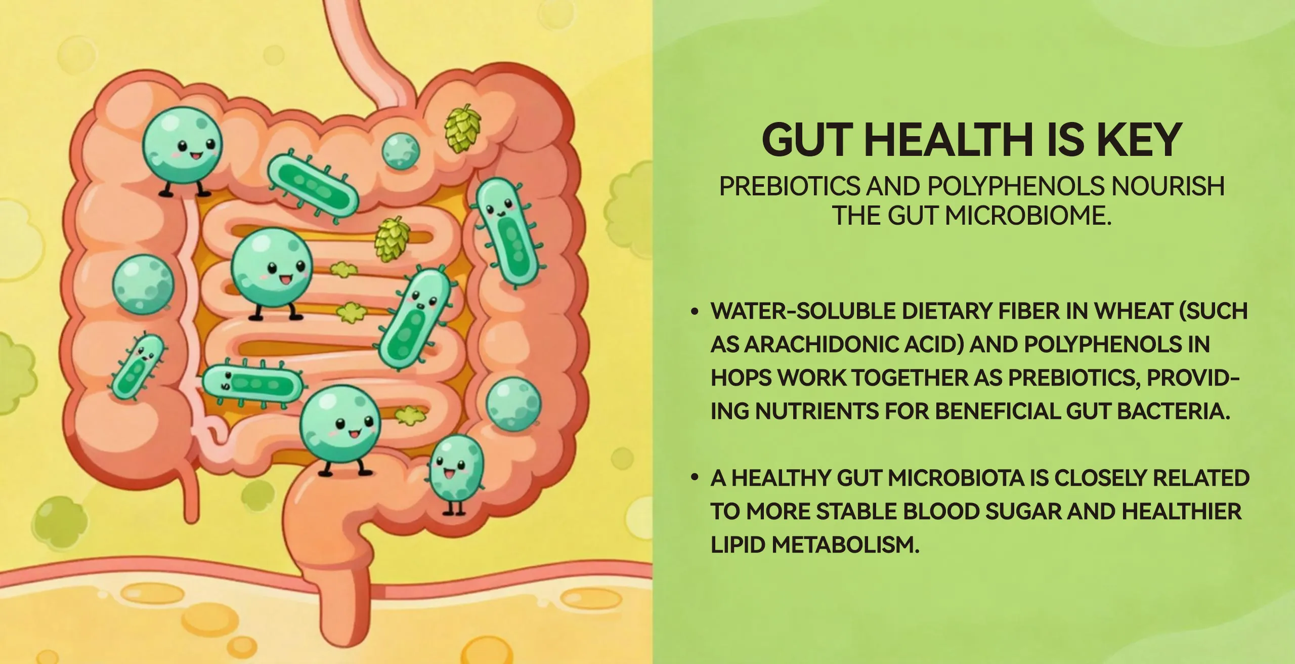 The prebiotics and polyphenols in beer nourish the gut microbiota.