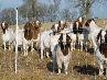 High Strength Re-Usable Fiberglass Line Posts For Horse, Sheep, Goat, Deer Electric Fence System
