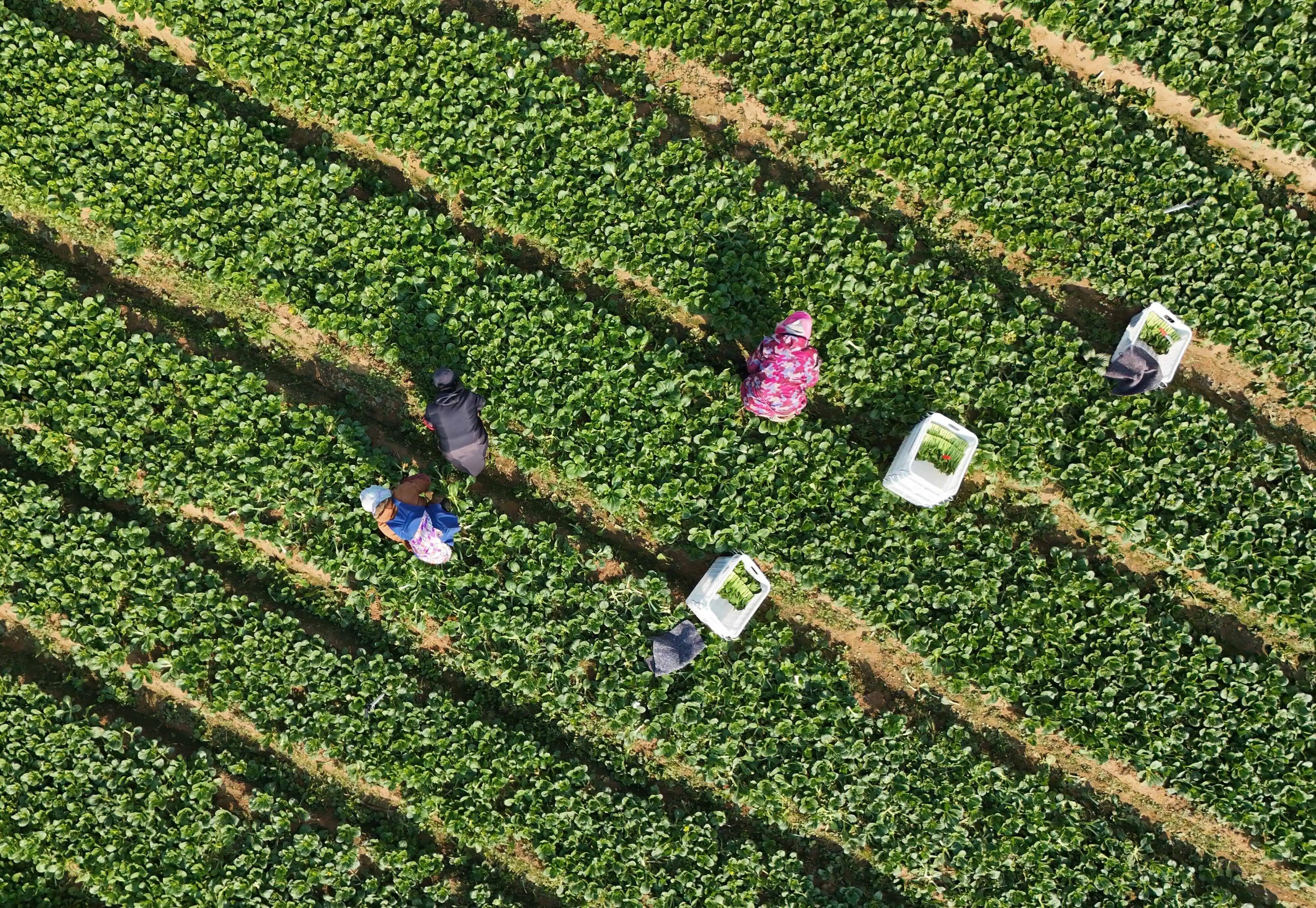 Wanhui fresh ginger wholesale produce banner