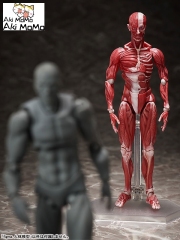 (Pre-order) FREEing figma Human Anatomical Model