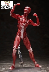 (Pre-order) FREEing figma Human Anatomical Model