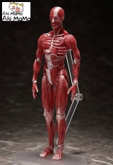 (Pre-order) FREEing figma Human Anatomical Model