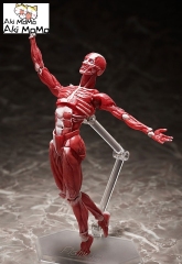 (Pre-order) FREEing figma Human Anatomical Model