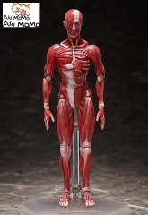 (Pre-order) FREEing figma Human Anatomical Model