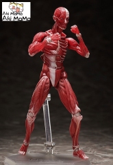 (Pre-order) FREEing figma Human Anatomical Model