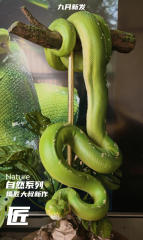Mojiang Dashu Nature Series 1/2 Green Tree Python