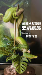 Mojiang Dashu Nature Series 1/6 Green Tree Python