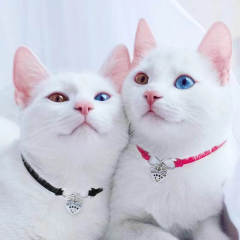 New Love Pet Jewelry