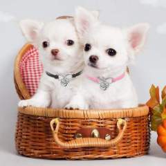 New Love Pet Jewelry