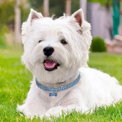 pet crystal elastic necklace