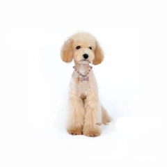 Fashionable pet dog accessory rhinestone necklace jewelry collar for cat