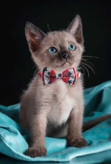 New product with bell pet collar national flag cat and dog collar