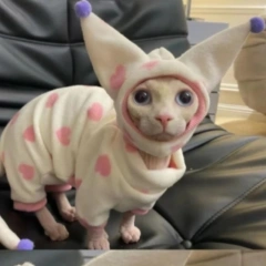2023 Autumn New Hairless Cat German Cat Clothes Warm Thickened Plush Four legged Clothing