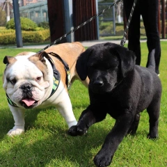 Benepaw Durable Double Dog Leash Coupler Reflective Strong Dual Pet Leash Lead 360° No Tangle For Small Medium Large Dogs