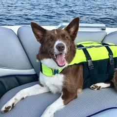 Inflatable Dog Life Jacket for Small Medium Large Dogs Boating Swimming Vest for Dogs Outdoor Portable Safe Folded Dog Swimsuit