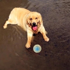 1 pack of dog toy balls, teeth grinding, teeth cleaning, stress relieving toys, chew and wear resistant