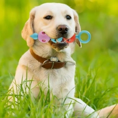 Dog Chewing Toy Tooth Cleaning Toy For Small Dogs Rubber Resistance To Bite Dog Toy Teeth Cleaning Chew Training Toys
