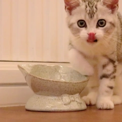 Ceramic Bowl for Cats Dogs Neck Protection Slanted Mouth Pet Feeders