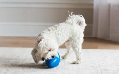 Pawise Bite Resistant Pet Dog Chew Ball Toy S/M/L Size Funny Egg Interactive Dog Tough Chewing Toys for Aggressive Chewers Dogs