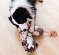 Pet Plush Toy Dog Chew Toy Dog Squeaky Toys