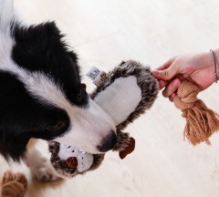 Pet Plush Toy Dog Chew Toy Dog Squeaky Toys
