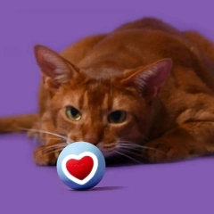 Automatic Electric Cat Ball Shine Love Heartbeat Training Game Smart Bouncing Dog Ball Rolling Round Pet Toy Interactive Cat Toy