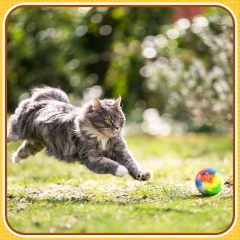 Pet cat training self-adrenaline silent ball