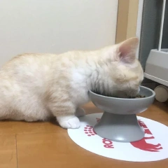 Ceramic Pet Bowl Neck Protection Cat Food Bowl with High Appearance High Quality and Safety Material High Foot Bowl