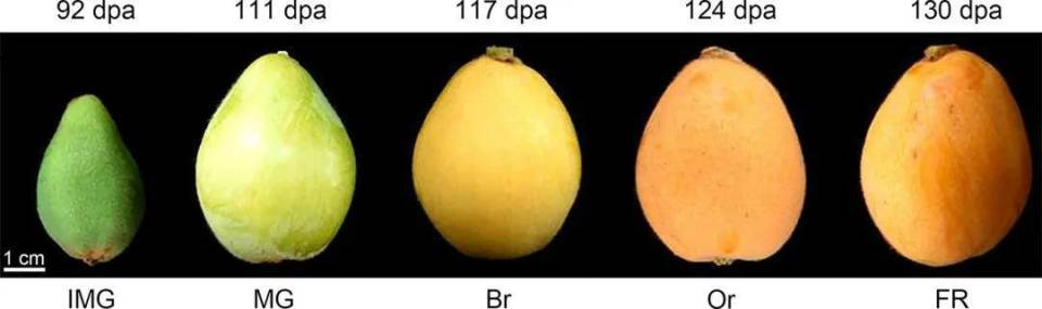 Tips for choosing loquats