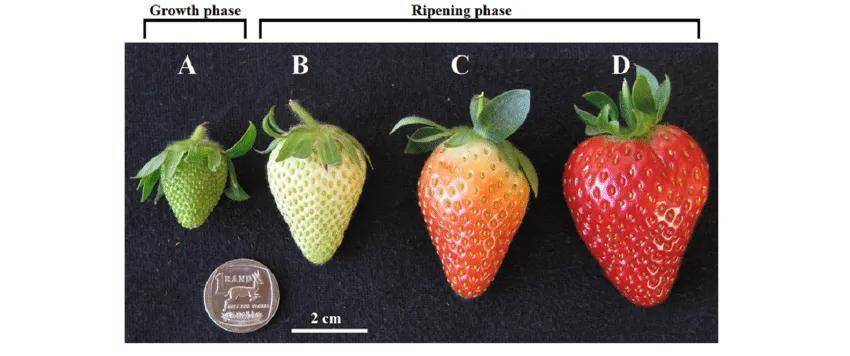 D is ripe strawberries