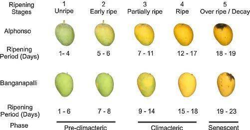 Tips for choosing mango