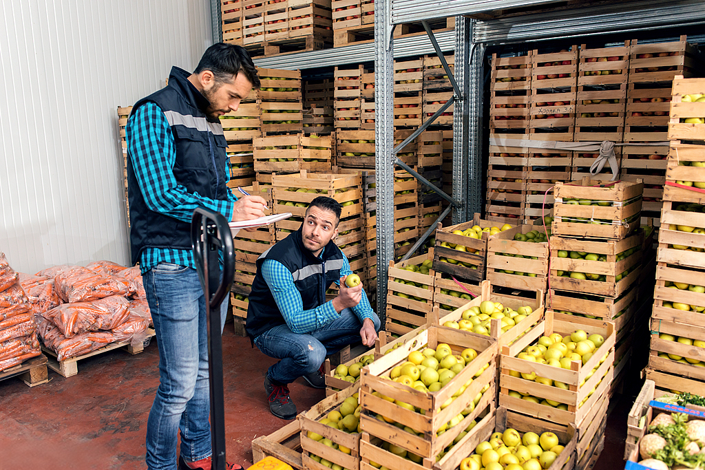 Staff inspecting apple quality and freshness in cold room