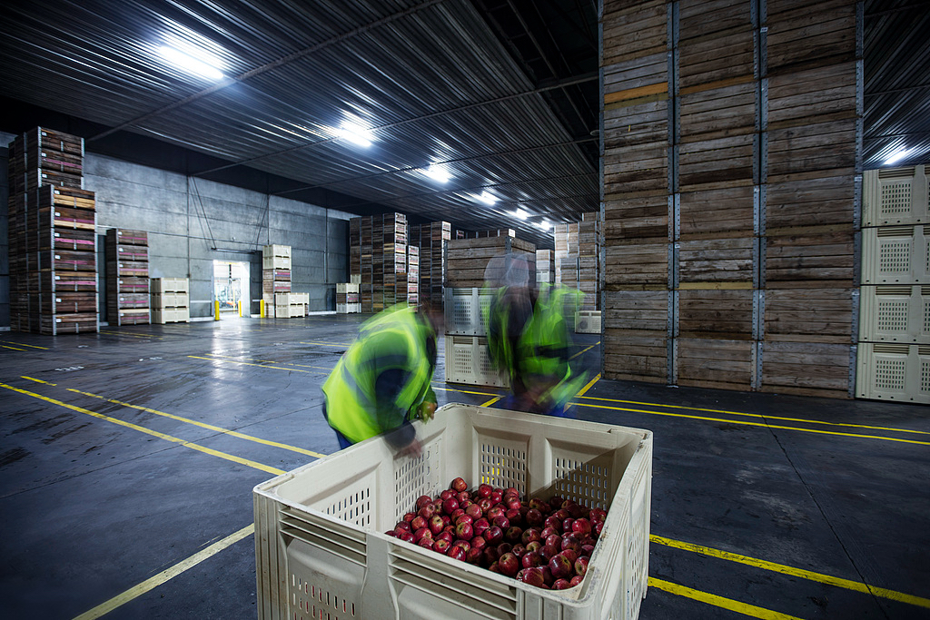 Commercial apple cold storage room with stacked fruit bins