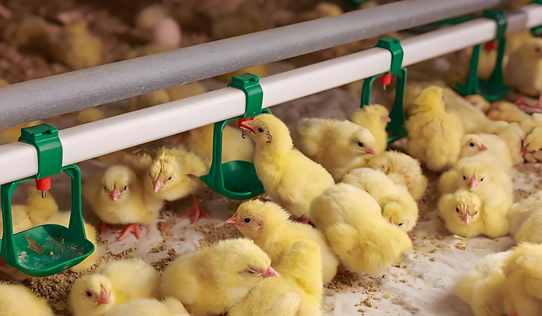 Day-old chicks in a commercial poultry production environment