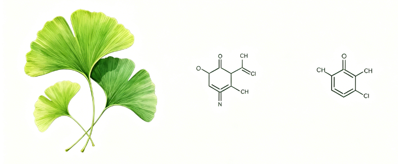 ginkgo biloba supplement capsules beside leaf extract powder white background