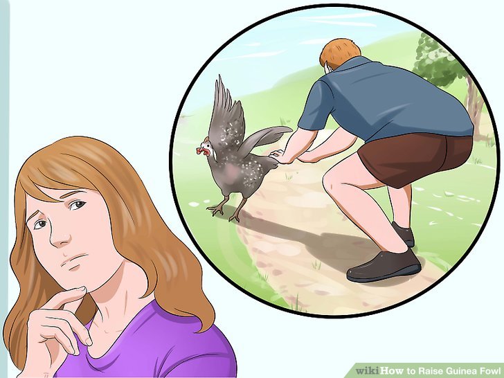 How to Raise Guinea Fowl