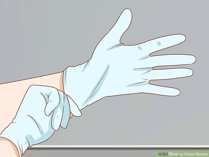 How to Clean Bones