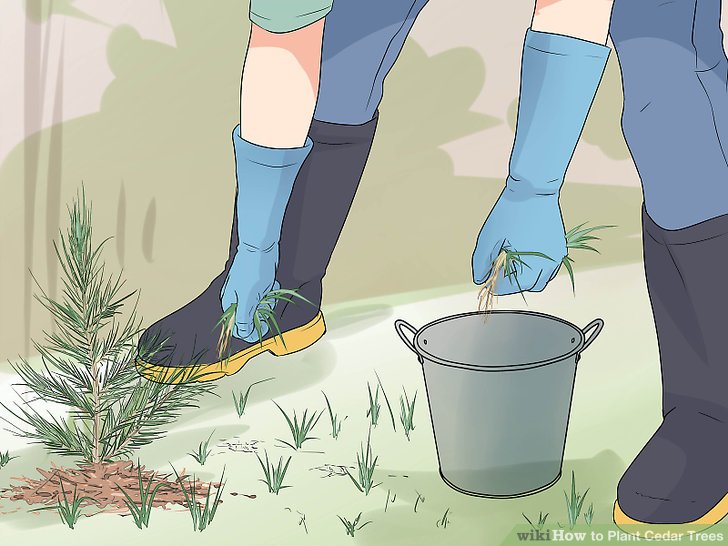 How to Plant Cedar Trees
