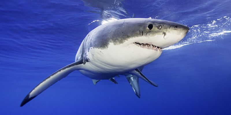 At Least 2 People Have Been Attacked By Sharks In North Carolina In The Past 2 Weeks