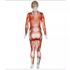 Realistic Human Body Structure Jumpsuits Halloween Costumes Funny Costumes PQB142-009
