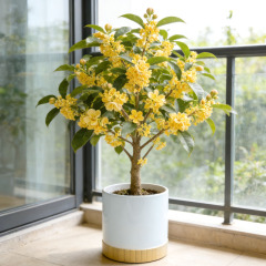 Sublimation Blank Ceramic Planter with Bamboo Base - Printable Surface for Custom Plant Pot Design