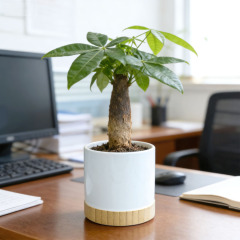 Sublimation Blank Ceramic Planter with Bamboo Base - Printable Surface for Custom Plant Pot Design