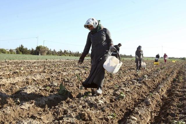 Le SRTF annonce l'approbation de deux nouveaux projets agricoles en Syrie