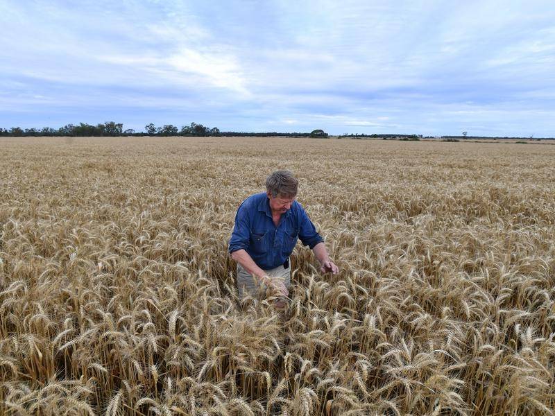 Rekordernten bringen große Gewinne für die Landwirtschaft