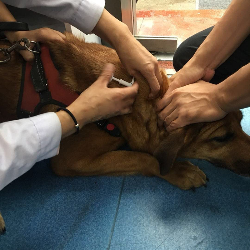 rfid针管标签玻璃管电子标签nfc智能识别标签注射式动物芯片标签